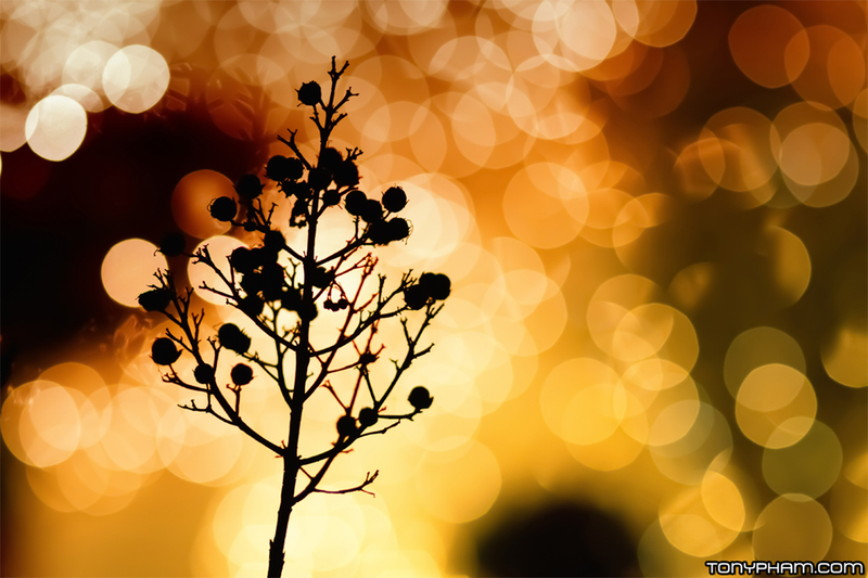 Illustration for article titled Shooting Challenge: Bokeh, Gallery 5